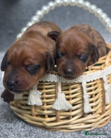 Miniature Dachshund dogs - Advert 12