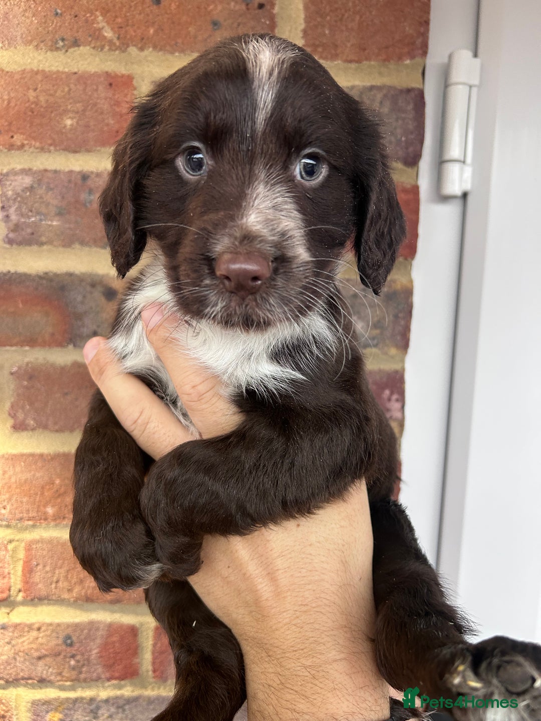 Cocker Spaniel dogs for sale: 2 female beautiful cocker spaniel puppies  - Advert 5