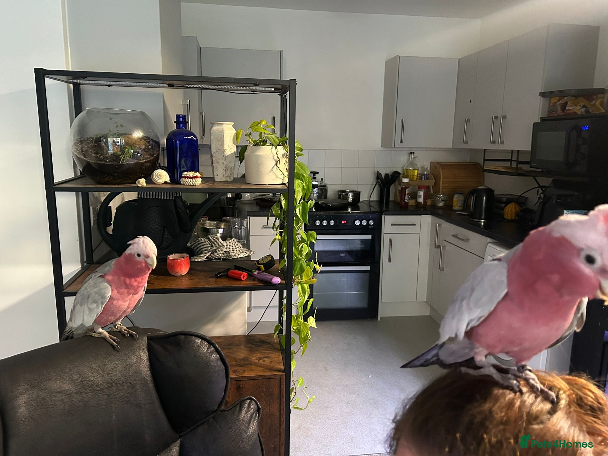 Cockatoo birds Galah cockatoo pair-£2500 - Advert 2