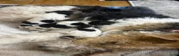 Fox Terrier dogs for sale: Wired fox terrier puppies  - Advert 3