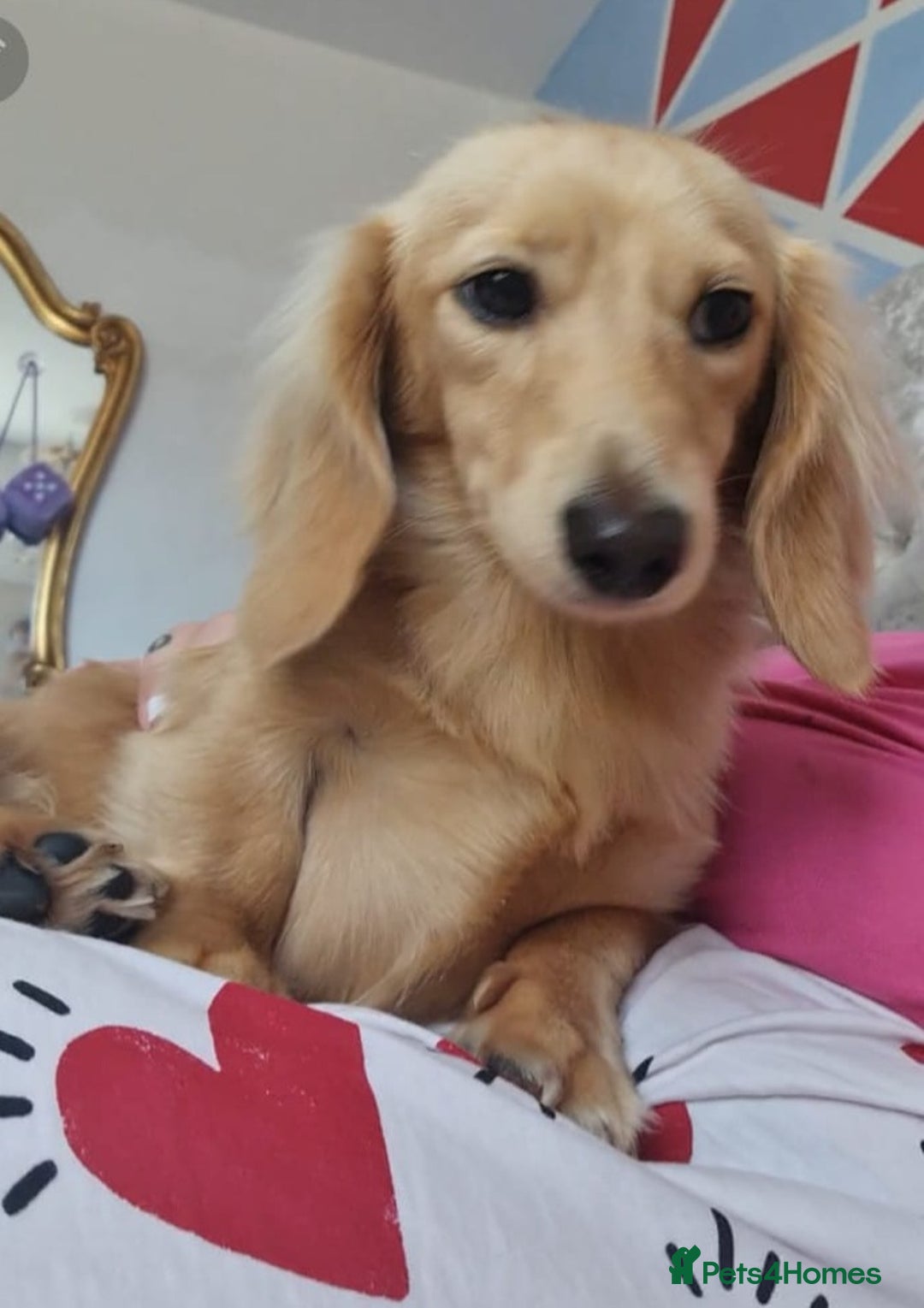 Miniature Dachshund dogs for stud: Beautiful KC Mini Long.H Full Eng. Cream Stud 🤍🐾 - Image 31