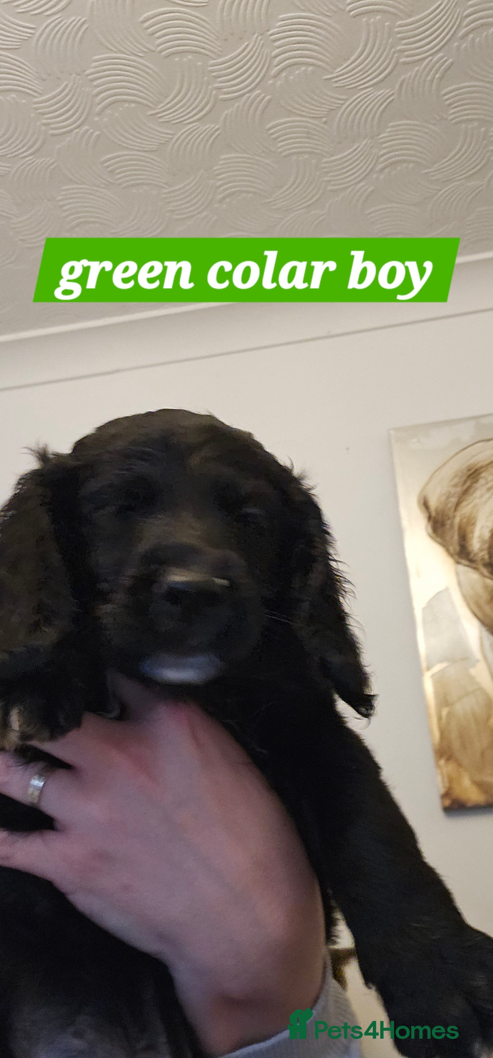 Cockapoo dogs 5 stunning f2 cockapoos ready togo x - Advert 7