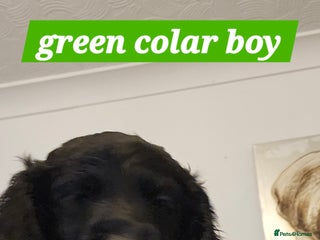 Cockapoo dogs 5 stunning f2 cockapoos ready togo x - Advert 8