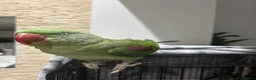 Parrots birds for sale: Kiwi 🥝  - Advert 5