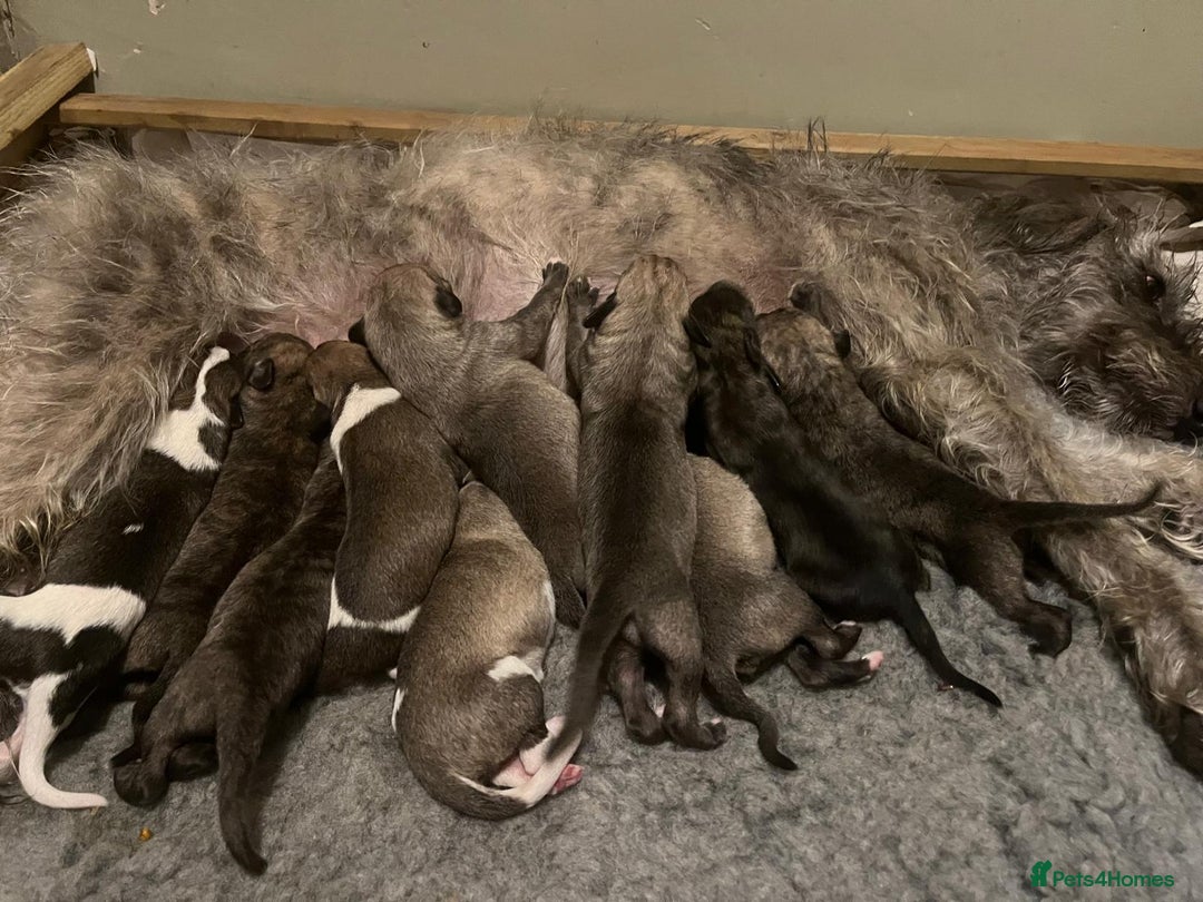 Mixed Breed dogs for sale: Bedlington terrier whippetXwhippet puppies - Image 1