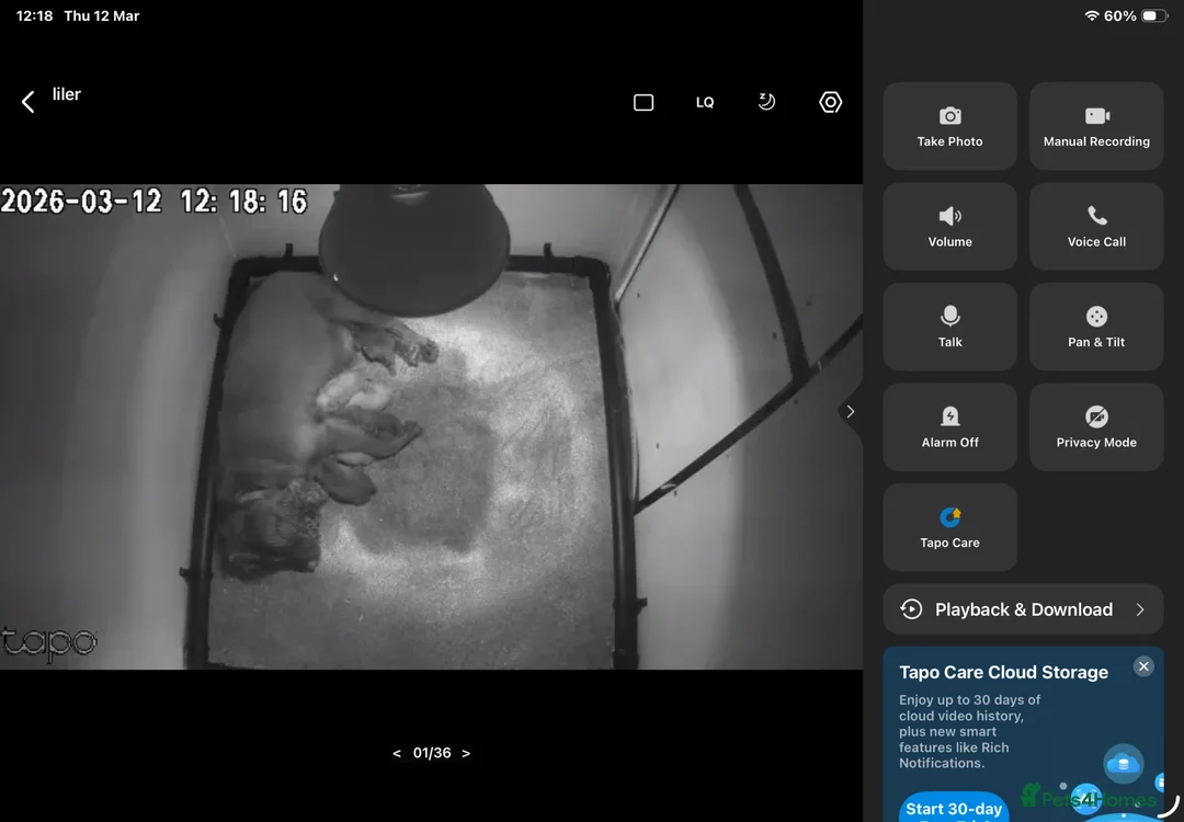 Cocker Spaniel dogs for sale: KC REG HEREDITARY CLEAR WORKING COCKER SPANIELS in Ingatestone - Advert 14