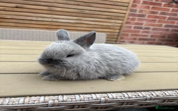 Netherland Dwarf rabbits for sale: 2 Netherland Dwarf Bucks ready to leave 11/08 - Image 3