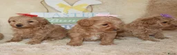 Maltipoo dogs for sale: Beautiful girl Maltipoo puppy’s 🐶  - Advert 7