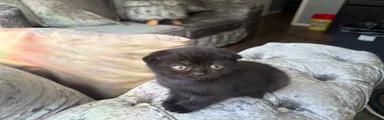 Scottish Fold Kitten 3