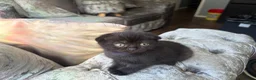 Scottish Fold cats for sale: Scottish folds in Brentwood - Advert 5