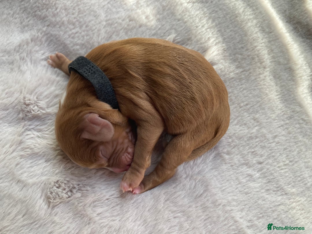 Mixed Breed dogs for sale: Cockapoo/Cavapoo Mix Puppies Available 10 Nov 25 - Image 35