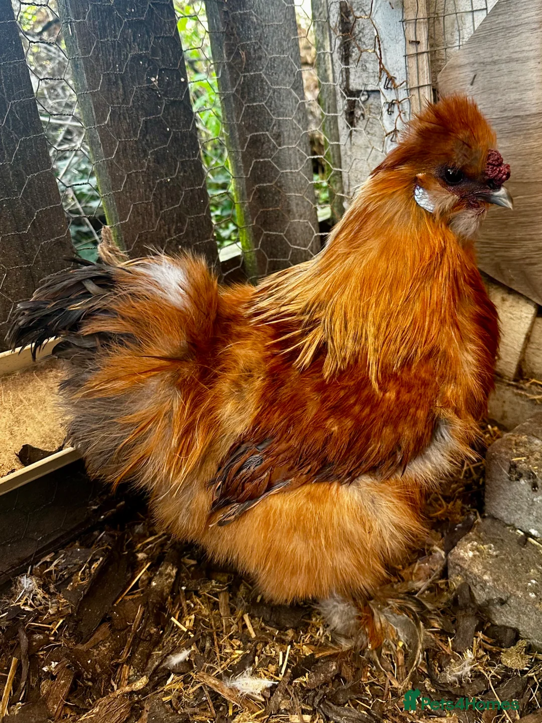 Chickens poultry for sale: 3 Beautiful Pure Breed Silkie Cockrels in Bedford - Advert 13