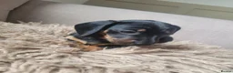 Dachshund dogs for sale: 3 beautiful dachshunds 🐶 in Doncaster - Advert 6
