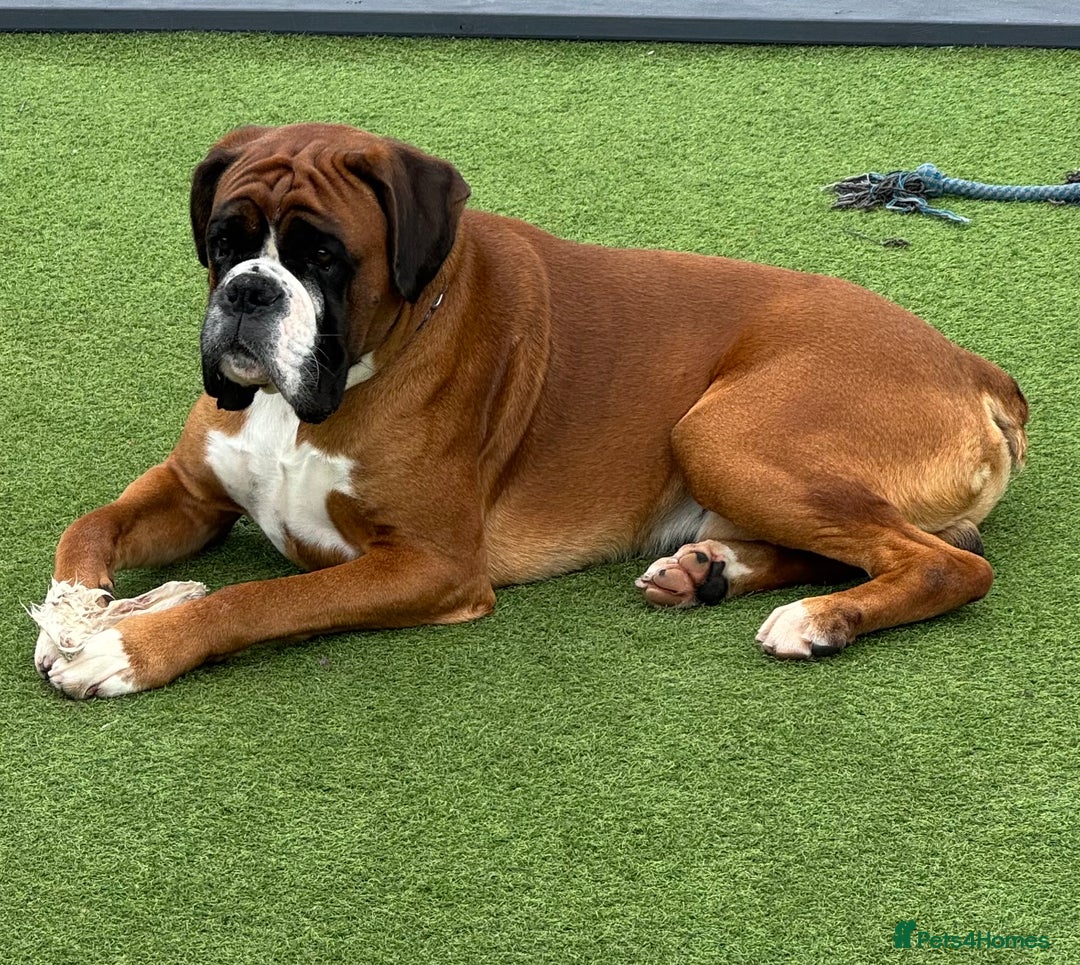 Boxer dogs for stud: Health tested Bobtail stud - Image 5