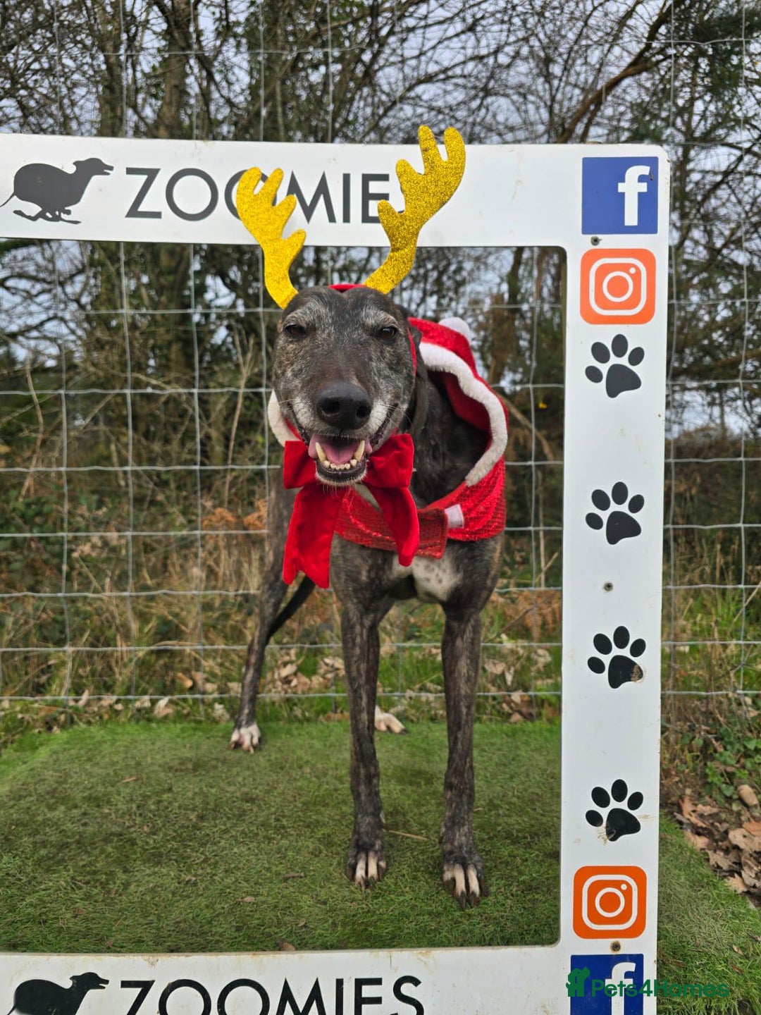 Greyhound dogs for adoption: 🐾 Meet Cass – Bursting with Character 🐾 - Advert 7