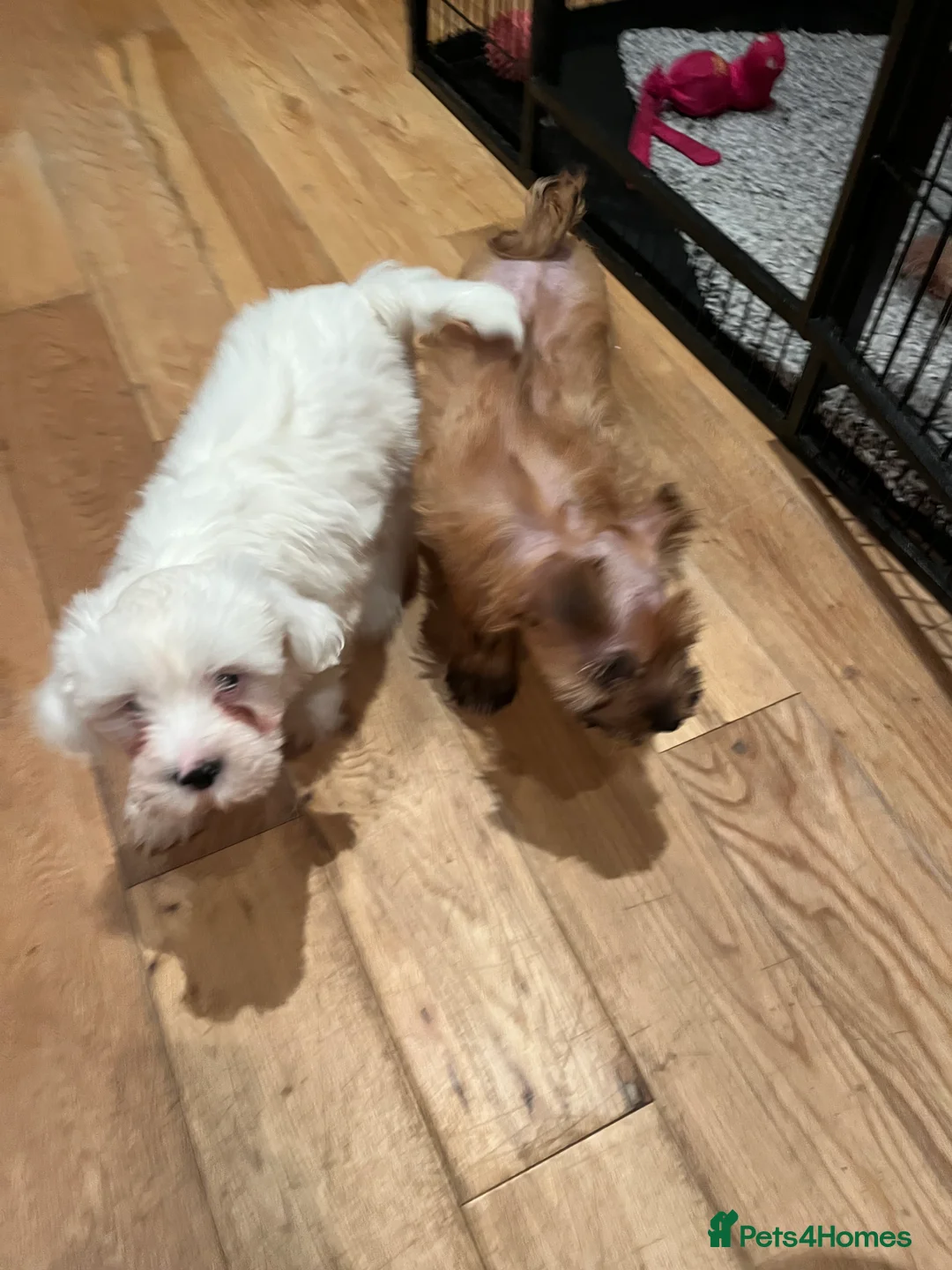 Tibetan Terrier dogs for sale: Tibetan terrier puppies for sale  - Advert 3