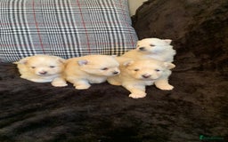 Pomeranian dogs for sale: Pure Pomeranian Puppies - Image 4