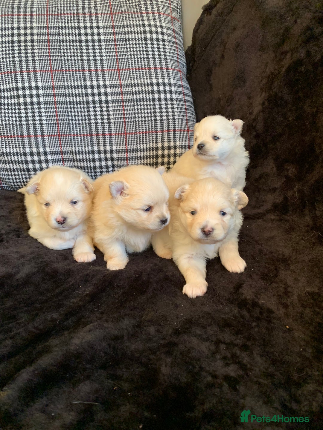 Pomeranian dogs for sale: Pure Pomeranian Puppies - Image 4
