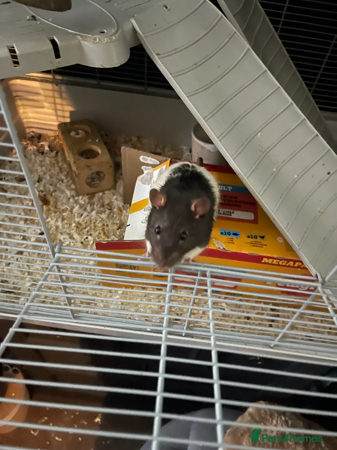 Rat rodents for sale: 2 friendly male rats for sale :) in Crewe - Advert 5