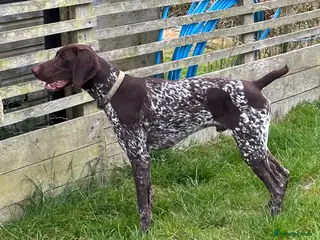 German Shorthaired Pointer dogs GSP Stud - Proven - Now available - Working / Pet in Preston - Advert 18