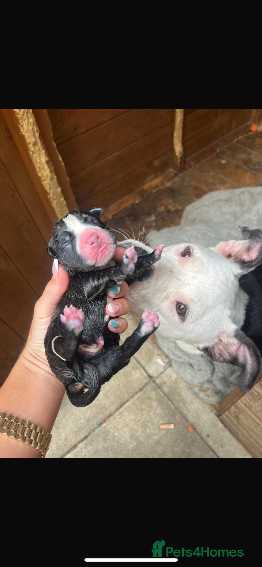 Mixed Breed dogs Stunning cane corso x staff - Advert 1
