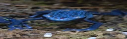 Frog reptiles for sale: Dendrobates tinctorius Azules Dart Frog Tadpoles - Advert 8