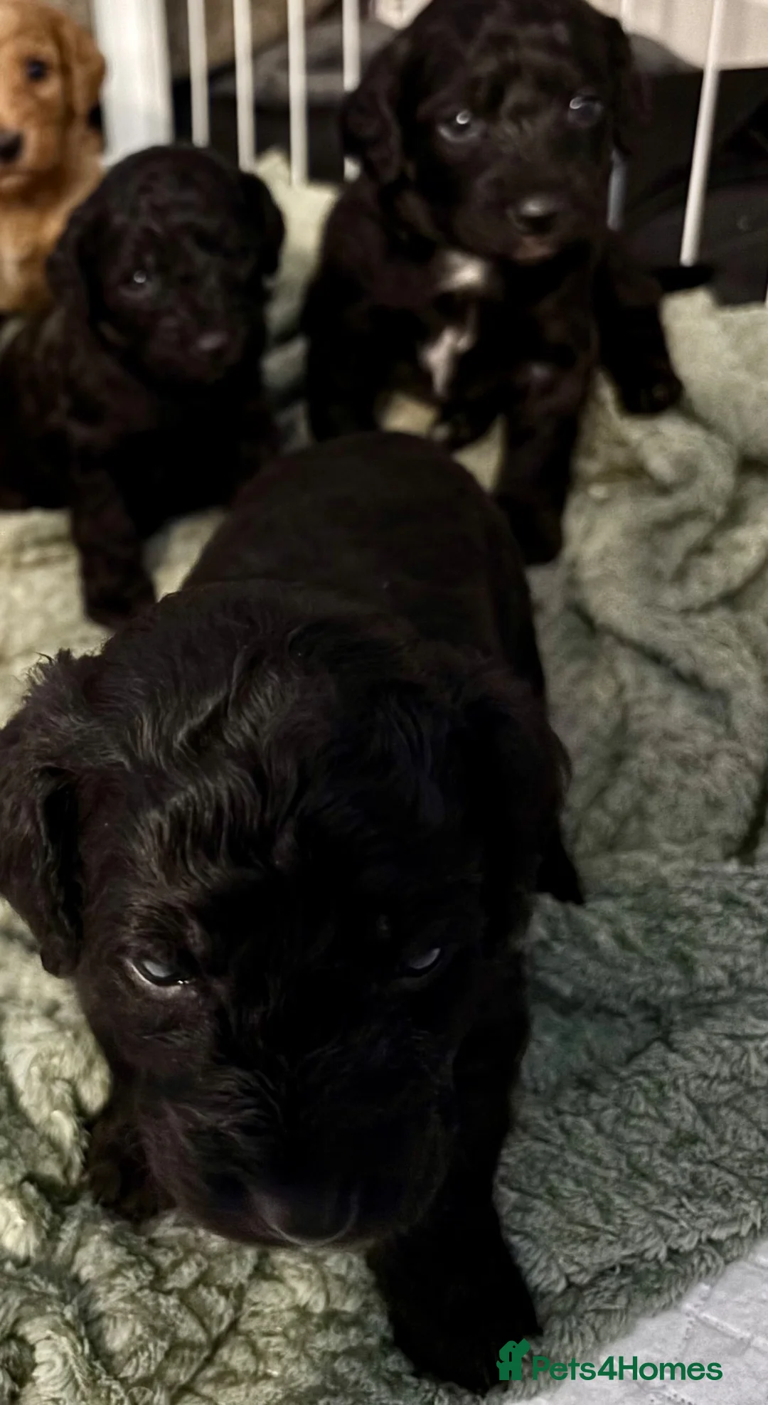 Cockapoo dogs for sale: Cockapoo pups - Advert 2
