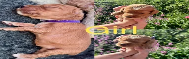 Cocker Spaniel 4
