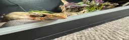 Leopard Gecko reptiles for sale: Female Leopard gecko + full set up - Advert 4
