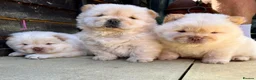 Chow Chow dogs for stud: SUMO- lilac, chocolate, rainbow producer in Cheltenham - Advert 24