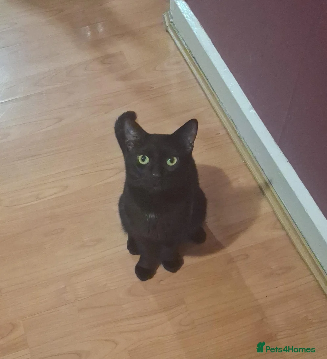 Domestic Shorthair cats for sale: Beautiful baby kitten, ready to leave - Advert 13