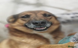 Mixed Breed dogs for adoption: 💖🐶 LARA 🐶💖 - Image 17