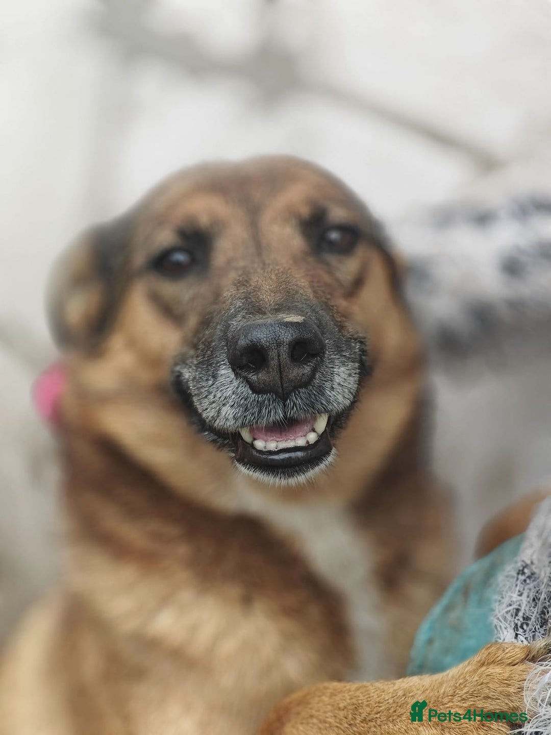 Mixed Breed dogs for adoption: 💖🐶 LARA 🐶💖 - Image 17