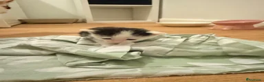 Mixed Breed Kitten 2