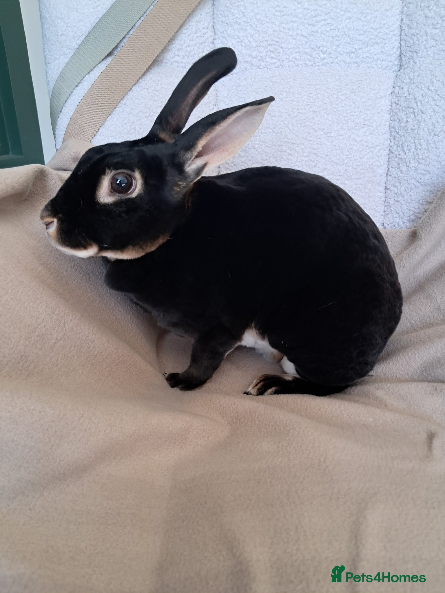 Rex rabbits Standard black otter rex kits  - Advert 13