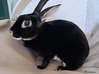 Rex rabbits Standard black otter rex kits - Advert 13