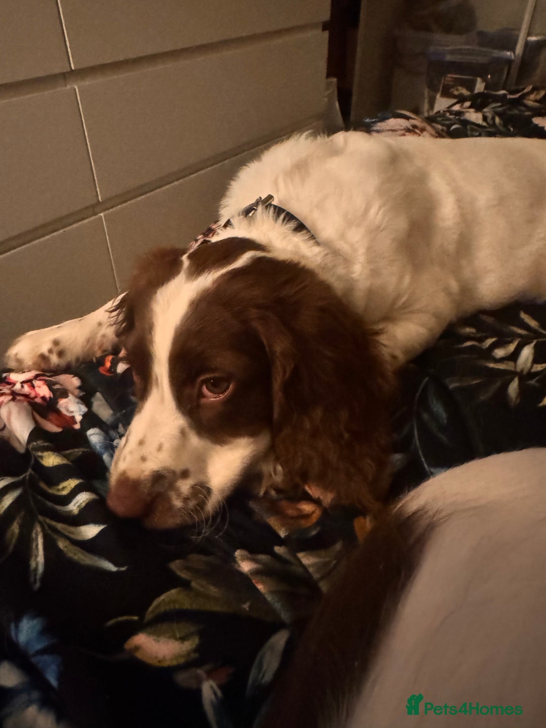 English Springer Spaniel dogs for sale: Springer Spaniel Boy - Image 3