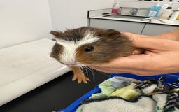 Guinea Pig rodents for sale: 3 bonded males 5 weeks old  - Image 6