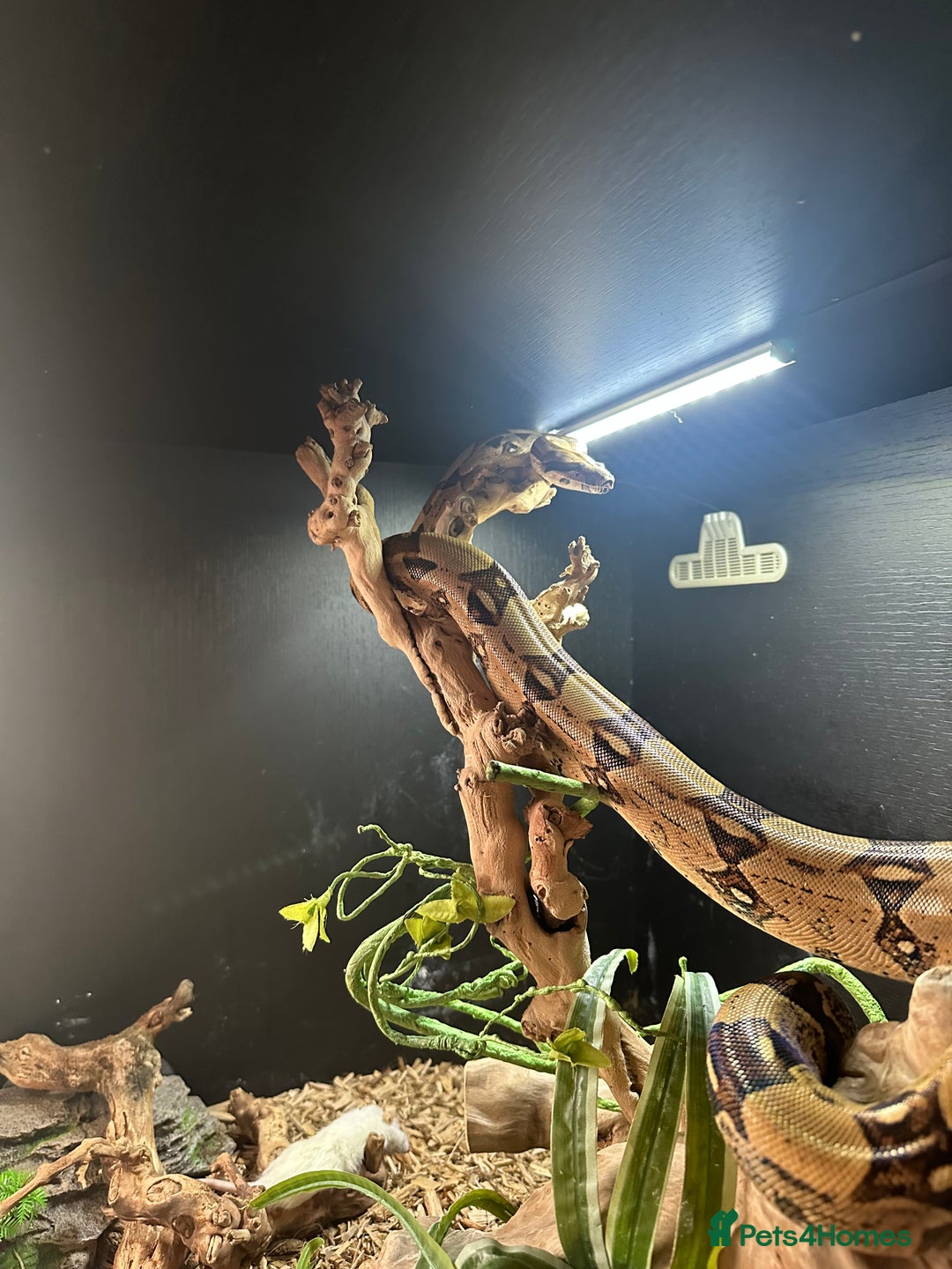 Boa Snake reptiles for sale: Boa Constrictor Male - Advert 11