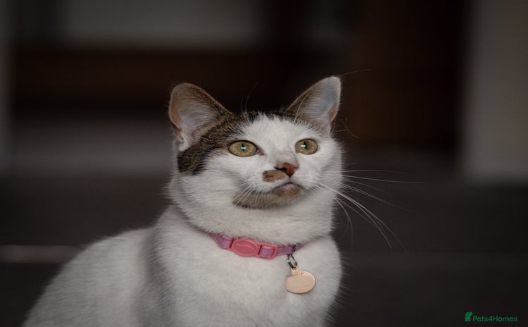 British Shorthair cats - Advert 1