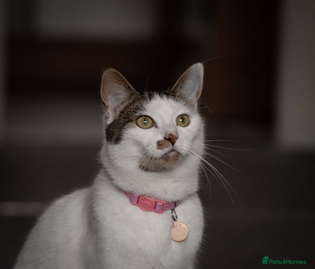British Shorthair cats for sale: 2 year old beautiful white girl cat.  - Image 1