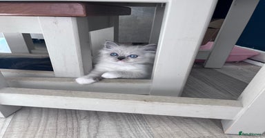 Ragdoll cats - Advert 9