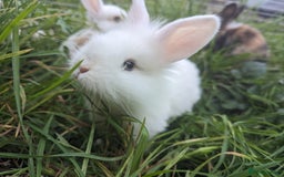 Mini Lion Lop rabbits for sale: Lion/lop bunnies  - Image 9
