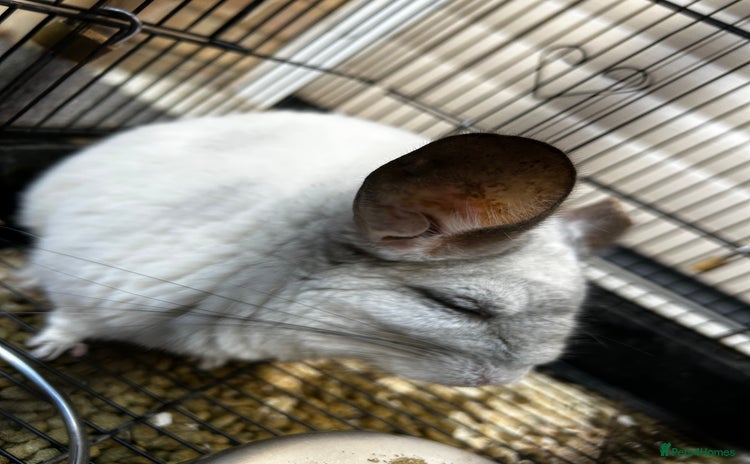 Chinchilla rodents - Advert 6