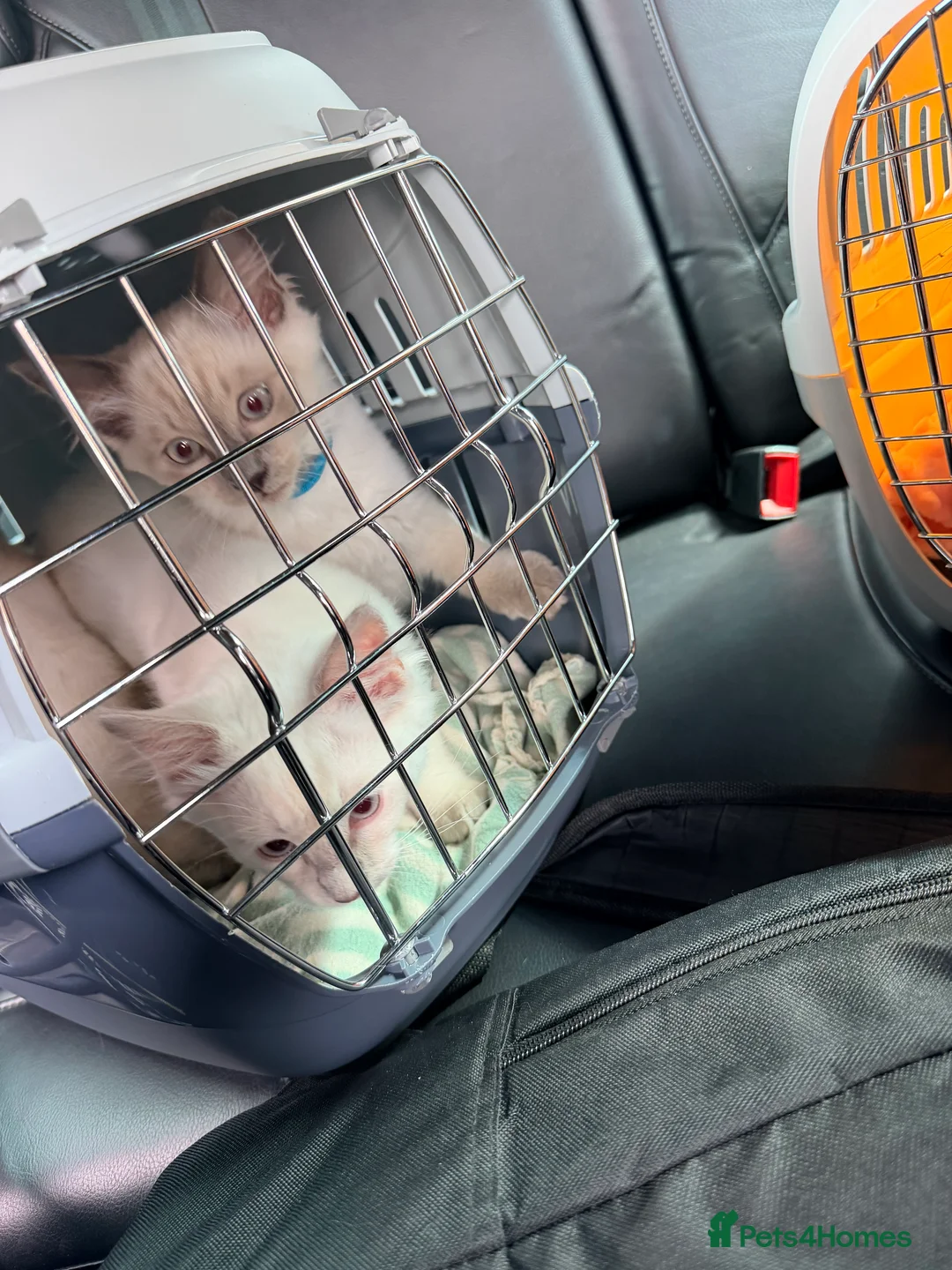 Ragdoll cats for sale: ✨5 blue point and 1 lilac ragdoll kittens ✨ - Advert 2