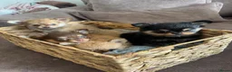 Pomchi dogs for sale: Pomchi puppy 1 GIRL LEFT READY NOW  - Advert 3