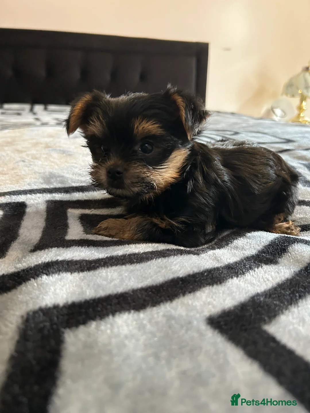 Yorkshire Terrier dogs for sale: Litter of Yorkshire terriers for sale - Advert 12