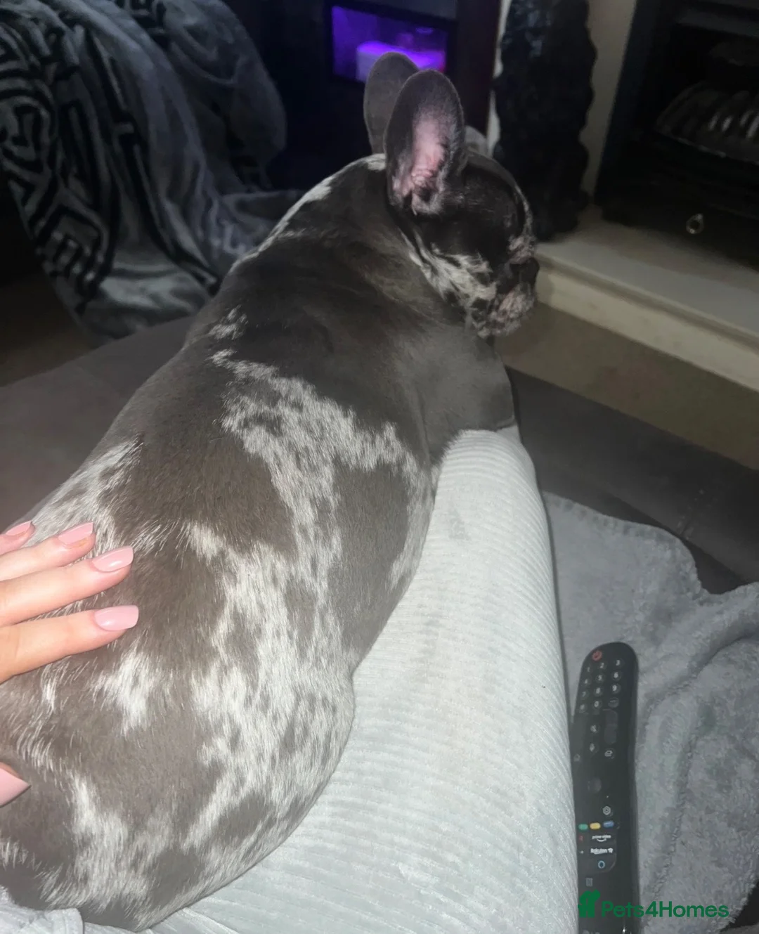 French Bulldog dogs for sale: New home needed for the beautiful Luna  - Advert 7