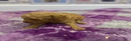 Poodle dogs for sale: Home bred miniature poodles - Advert 14