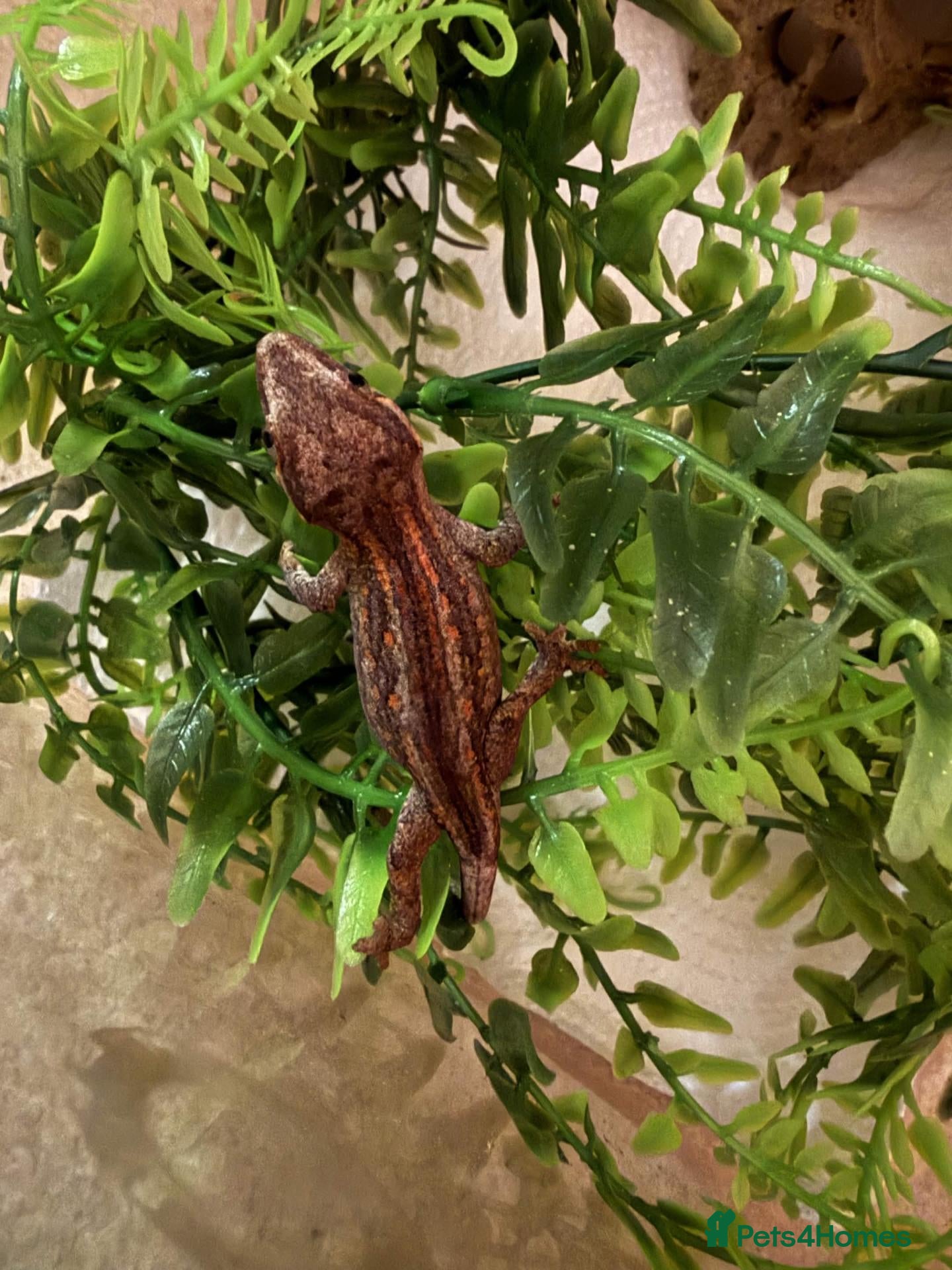 Gecko reptiles for sale: 2.5 Month old Gargoyle Geckos - Advert 8
